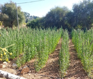 محطة قباطية للتجارب الزراعية 1