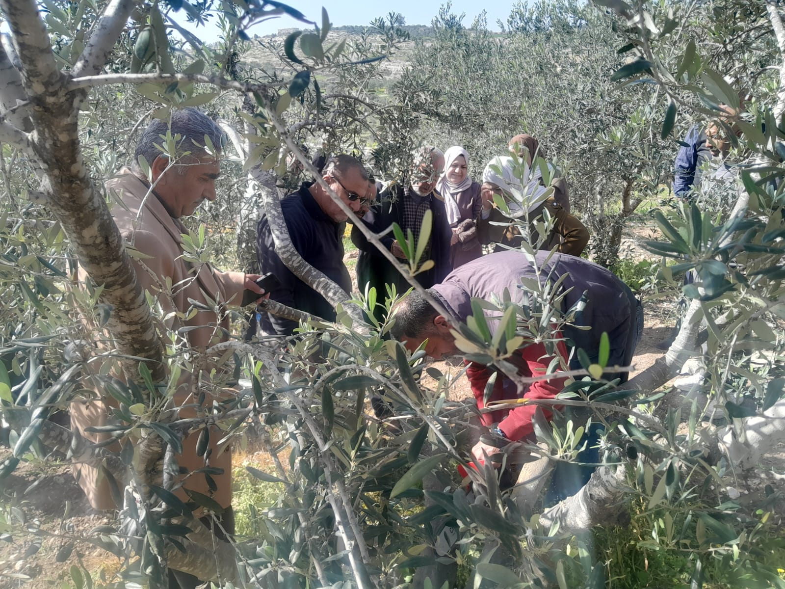 وزارة الزراعة و(UNDP) ينفذان نشاطات إرشادية متخصصة حول الزيتون في بلدتي بيت أولا وسعير لصالح 27 مستفيدًا ومستفيدة ضمن مشروع مبادرتي.
