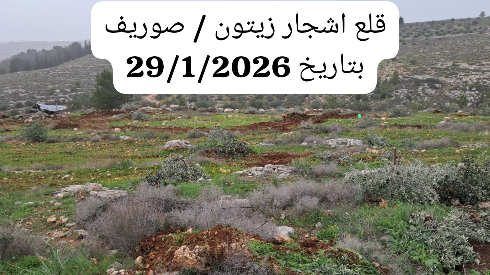 الإحاطة الأسبوعية للانتهاكات الإسرائيلية بحق القطاع الزراعي الفلسطيني من توثيق سجلات وزارة الزراعة خلال الفترة: 29/1/2026 &ndash; 5/2/2026