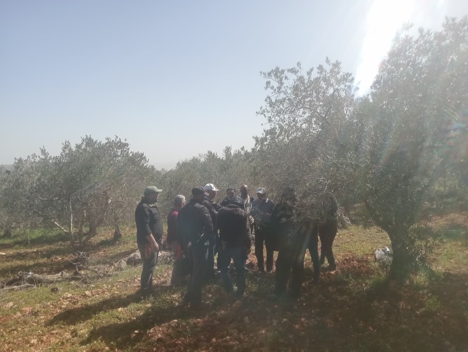 وزارة الزراعة: مديرية زراعة القدس وبالتعاون مع محافظة القدس وبتمويل من وكالة بيت مال القدس المغربية تنفذ نشاطاً إرشادياً لتطعيم أشجار الزيتون في بيت سوريك وبدو.