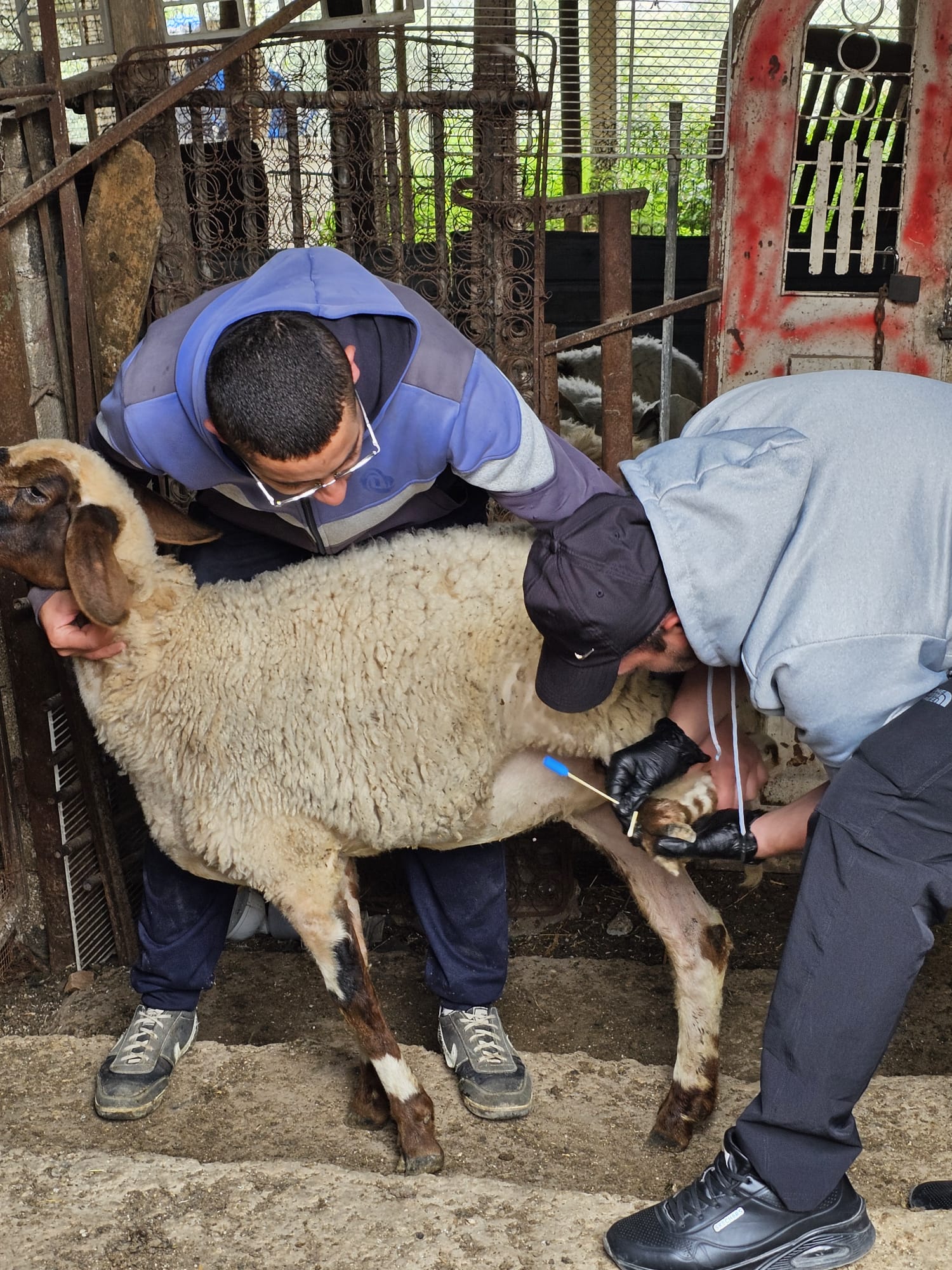 وزارة الزراعة: دائرة بيطرة القدس وضواحيها تنفذ جولات ميدانية &nbsp;لمزارع الدواجن والأغنام لرصد ومتابعة الأمراض وتعزيز السلامة الصحية.
