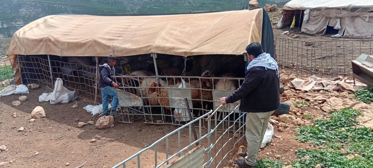 وزارة الزراعة: اللجنة الفنية المحلية وطواقم مديرية وبيطرة زراعة نابلس تستكملان ترقيم وتطعيم أغنام المستفيدين المستوفين لتوثيق الأضرار في بورين وعينابوس وبيتا ودوما ضمن مشروع المساعدة الزراعية الممول من الاتحاد الأوروبي