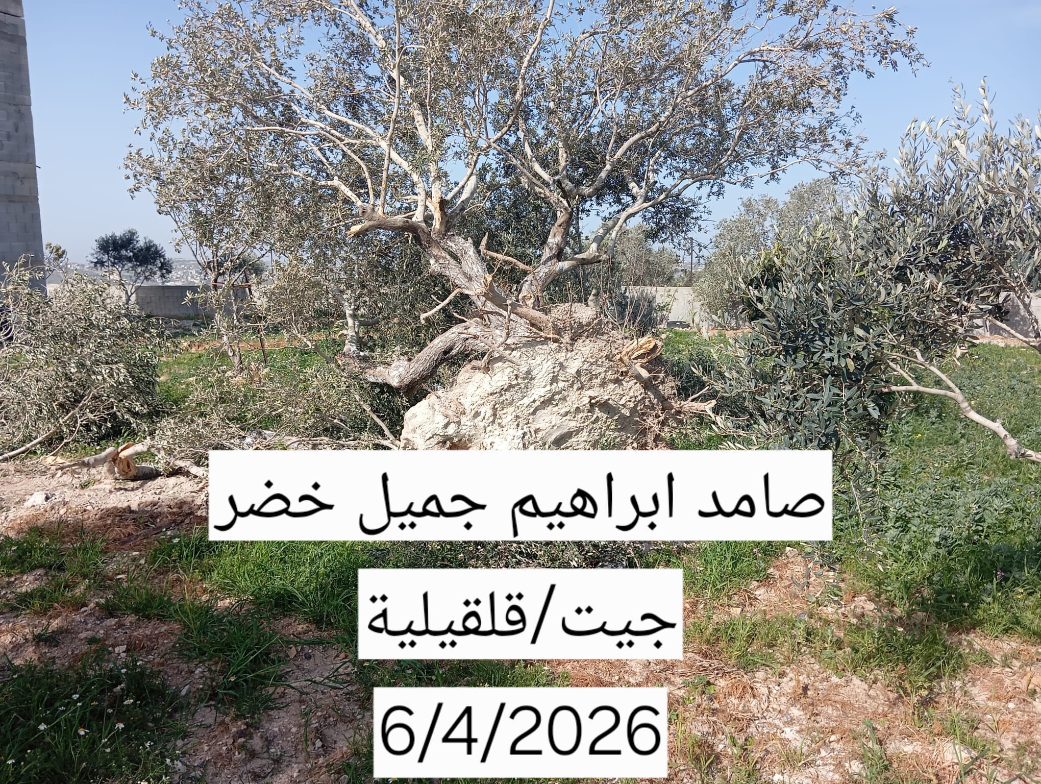 Weekly Brief of the Ministry of Agriculture Records Documenting Israeli Violations Against the Agricultural Sector During the Period from 05/04/2026 to 11/04/2026 8