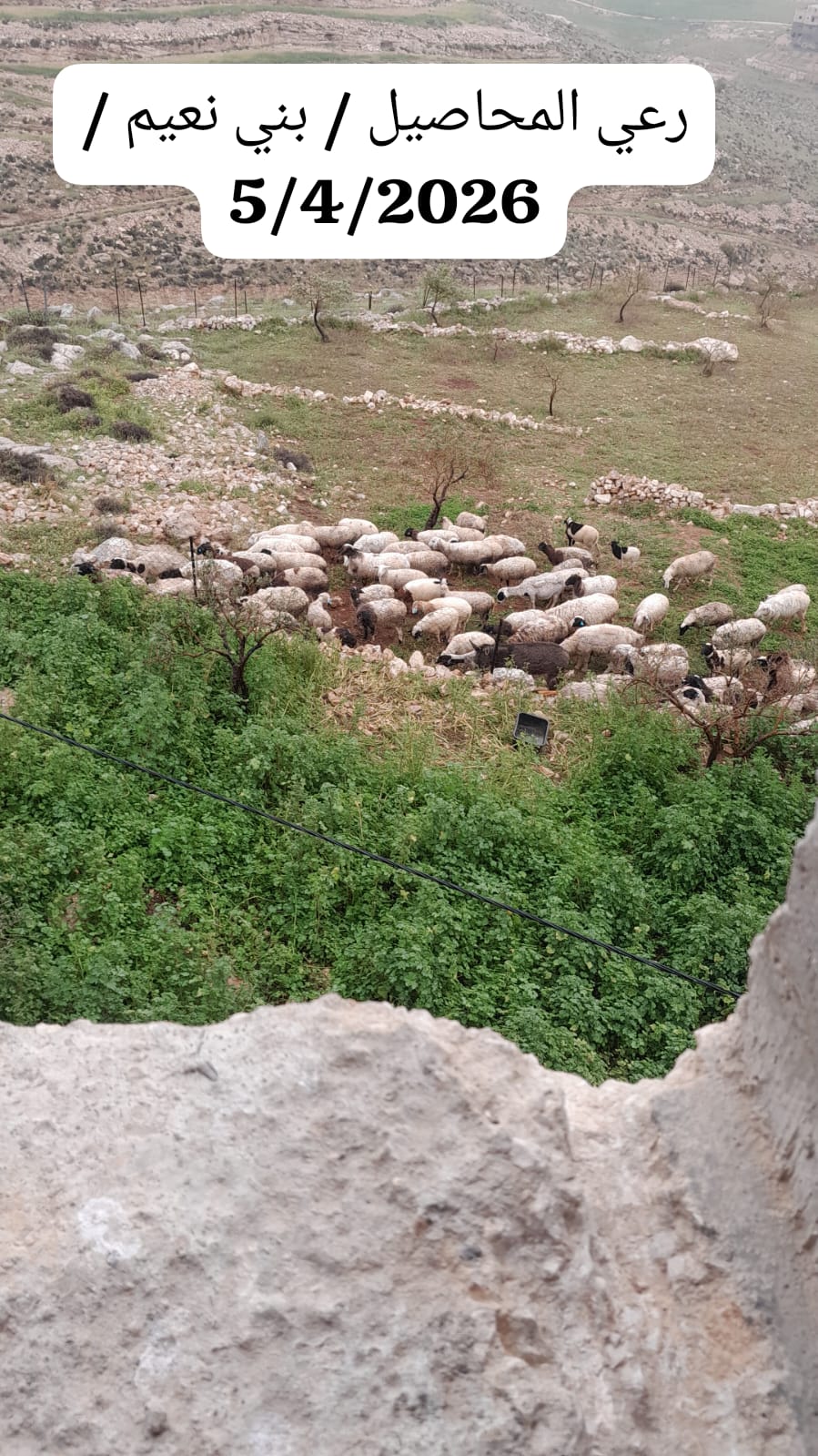 Weekly Brief of the Ministry of Agriculture Records Documenting Israeli Violations Against the Agricultural Sector During the Period from 05/04/2026 to 11/04/2026 6