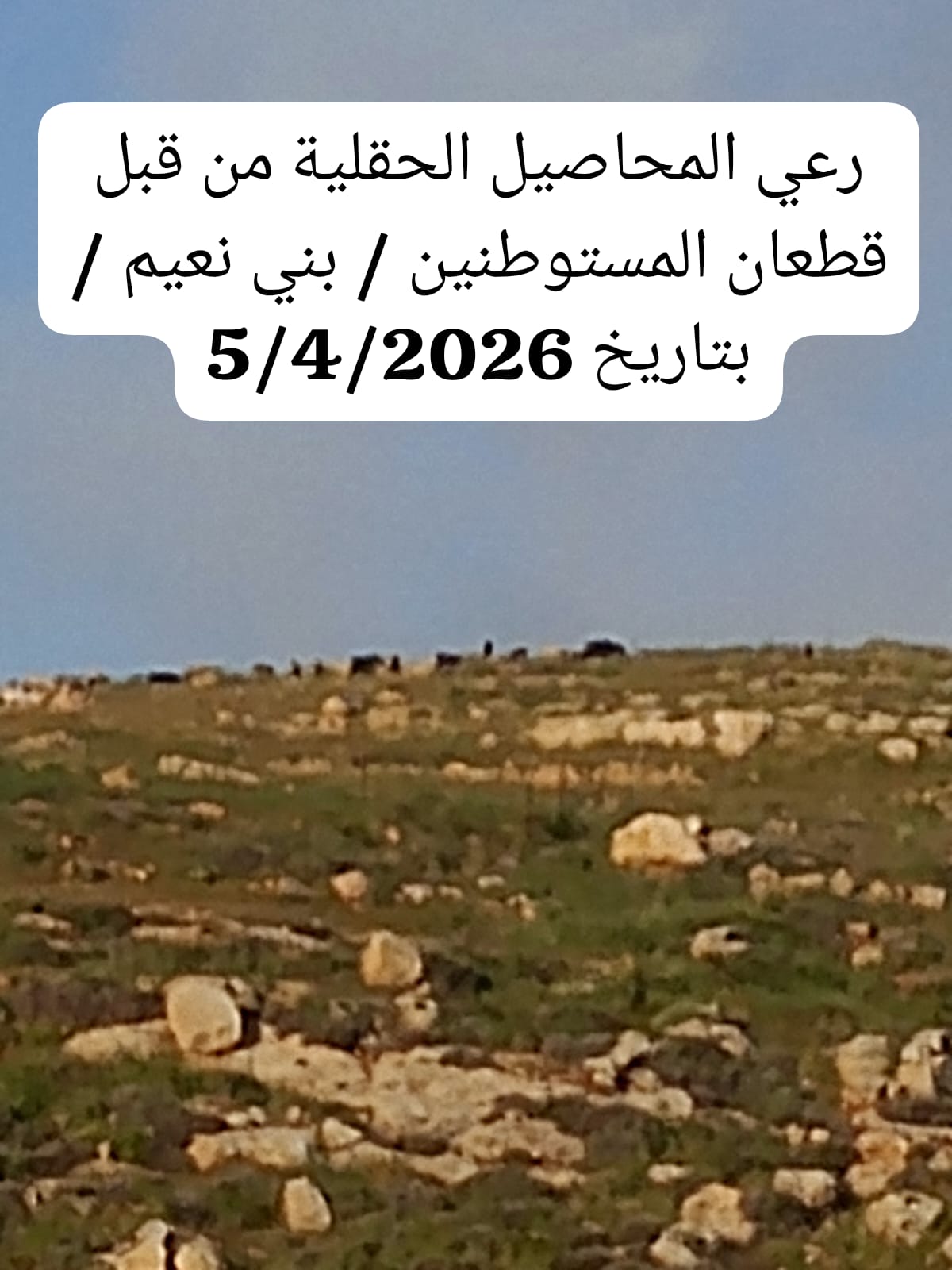 Weekly Brief of the Ministry of Agriculture Records Documenting Israeli Violations Against the Agricultural Sector During the Period from 05/04/2026 to 11/04/2026 10