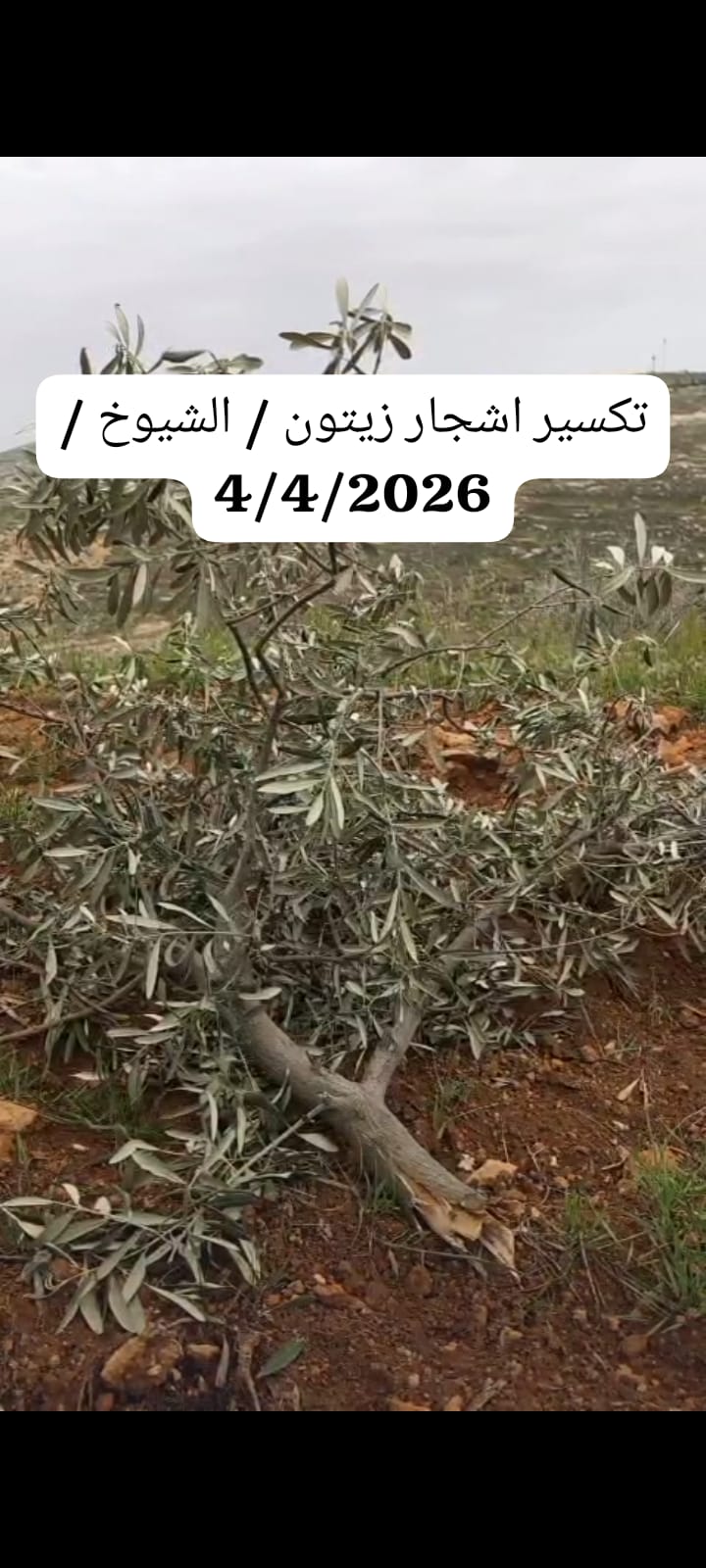 Weekly Brief of the Ministry of Agriculture Records Documenting Israeli Violations Against the Agricultural Sector During the Period from 05/04/2026 to 11/04/2026 1