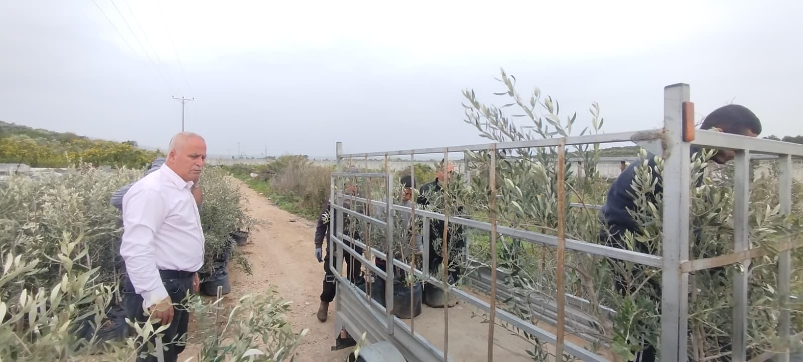 وزارة الزراعة: زراعة طولكرم وبتمويل "جايكا" توزع أشتال زيتون مُكبر لصالح 22 مزارعاً في سفارين وقفّين وشويكة وبيت ليد وكفر جمال وشوفة وضواحي طولكرم ضمن الاستجابة العاجلة.