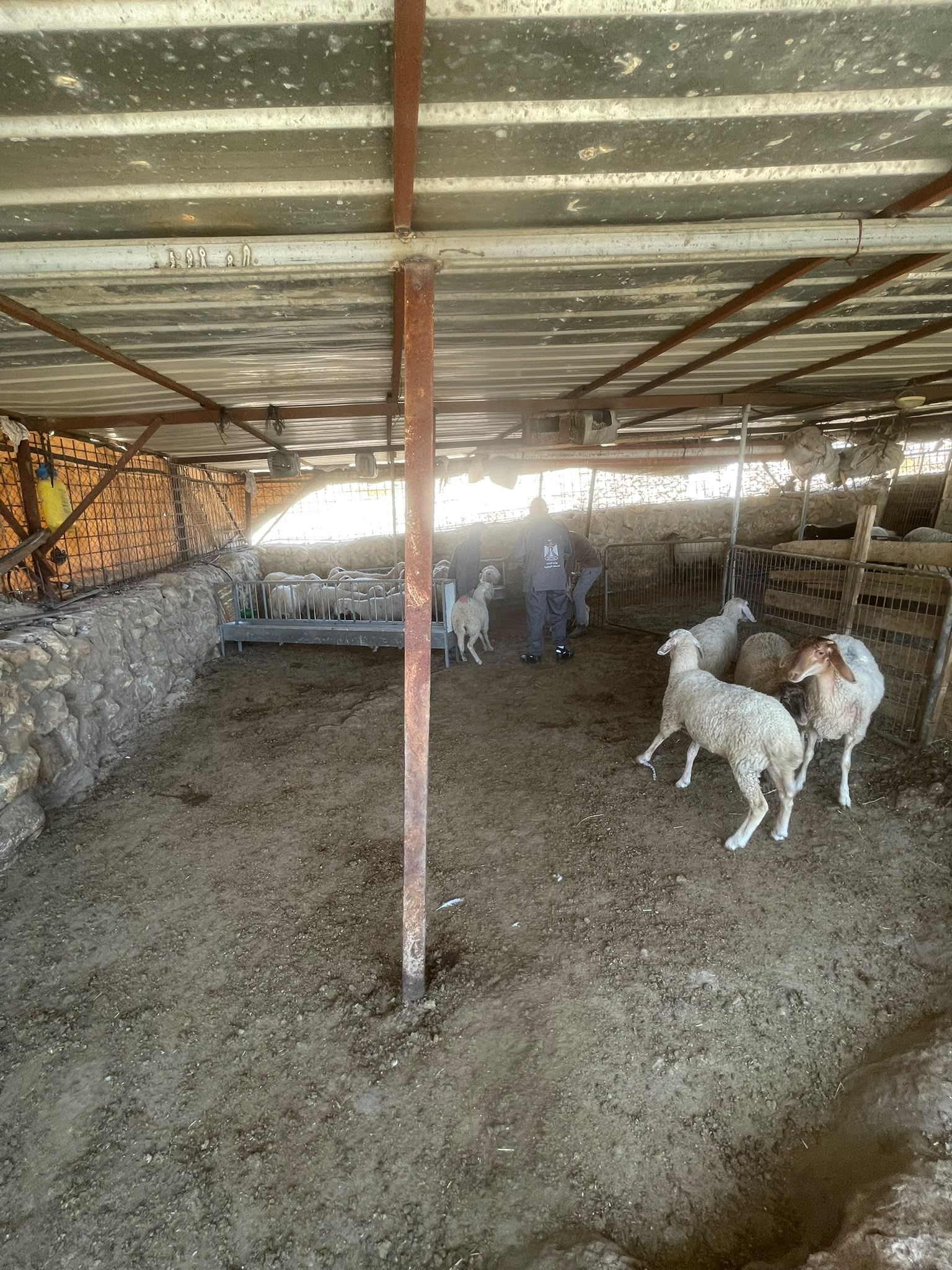 في اليوم الثاني لحملة الترقيم والتطعيم: وزارة الزراعة تعزز صمود مربي الثروة الحيوانية بتحصين أكثر من 10 آلاف رأس من الأغنام والماعز ضد الحمى القلاعية (SAT-1) خلال اليومين الأوليين من حملة الترقيم والتطعيم للمواشي.