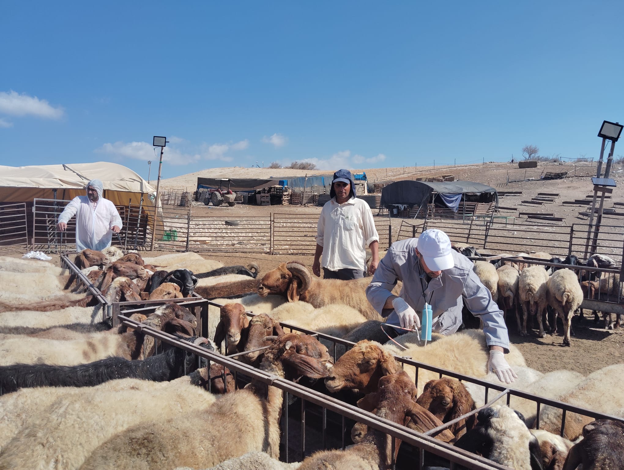 في اليوم الثالث لحملة الترقيم والتطعيم: وزارة الزراعة ترفع حصيلة التحصين ضد الحمى القلاعية (SAT-1) إلى أكثر من 14,500 رأس من الأغنام والماعز في مناطق صفا الفوقا وصفا التحتا ومغاير العبيد وسوسيا ووادي الرحيم والطوبة والرأس الأحمر والحمة، .