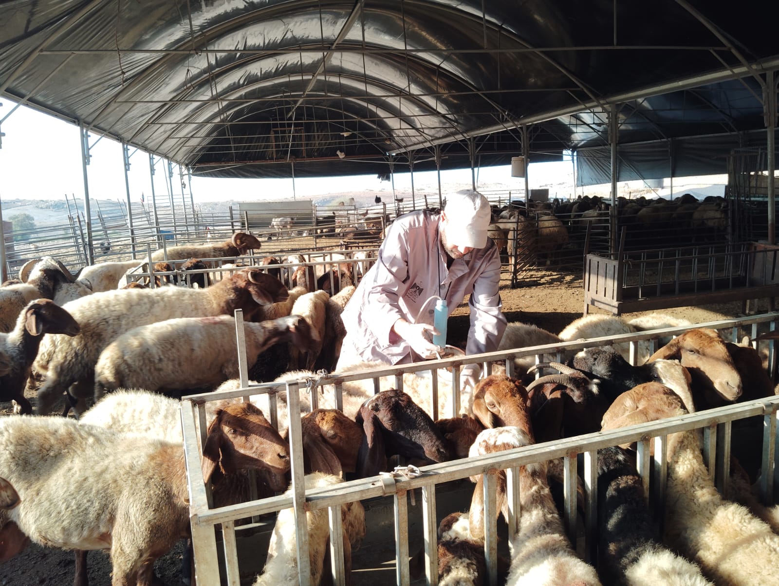 وزارة الزراعة تواصل حملة الترقيم والتطعيم في الأغوار الشمالية ومسافر يطا وتحصّن أكثر من 5 آلاف رأس من الأغنام والماعز خلال اليوم الرابع.
