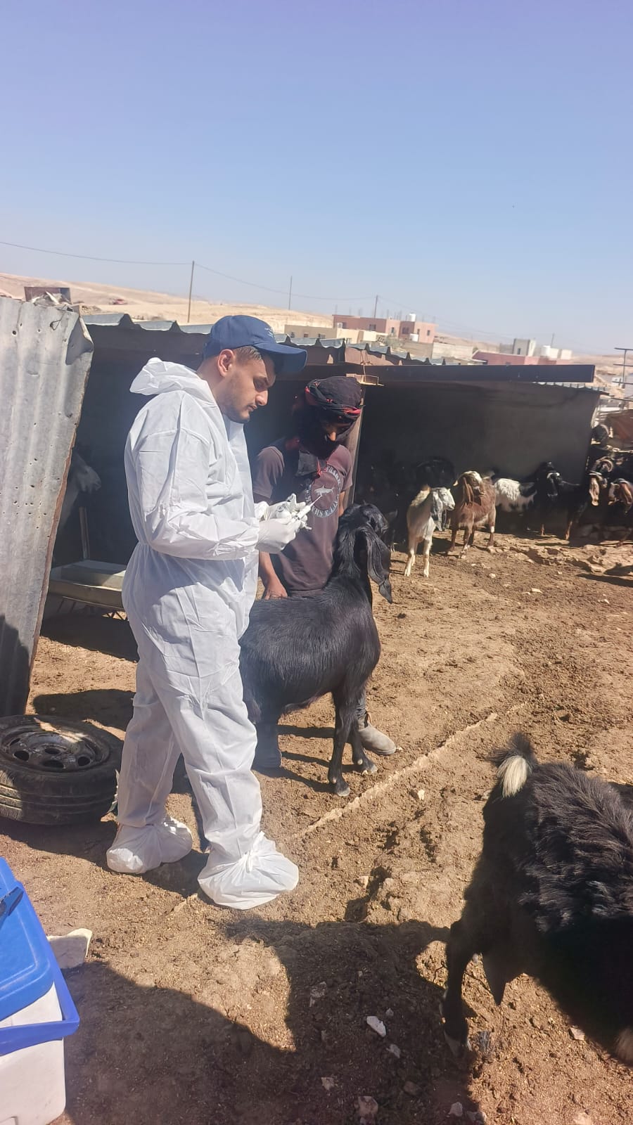 🔴 وزارة الزراعة: الحملة الوطنية للتطعيم والترقيم تتجاوز 93 ألف عملية في اليوم الرابع من الأسبوع الرابع... والاحتلال يحتجز طواقم بيطرة طوباس ويمنع استكمال أعمالها في الأغوار الشمالية.