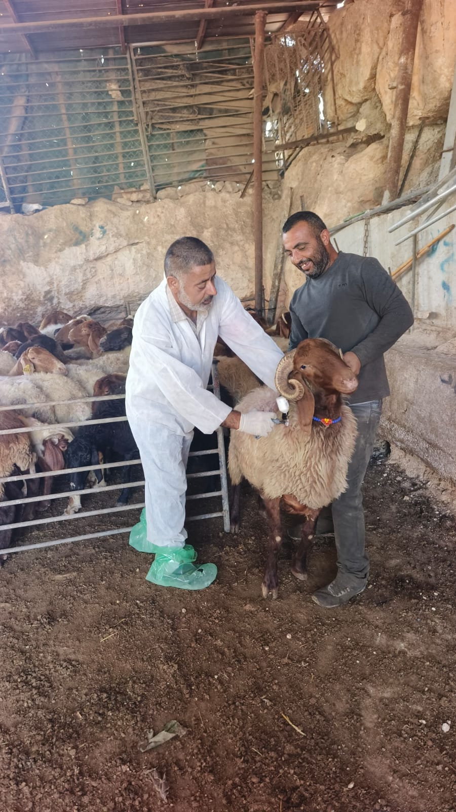 🔴 وزارة الزراعة: حملات التحصين البيطري تنفذ هذا اليوم 16,588 جرعة في 11 دائرة ومنطقة بيطرية لصالح 361 مزارعاً ومربياً للثروة الحيوانية في 8 محافظات.