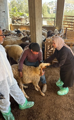 🔴 وزارة الزراعة: تواصل مديريات ودوائر الخدمات البيطرية تنفيذ حملات التحصين الوقائي وتنفذ اليوم 11,198 جرعة لصالح 225 مربياً للثروة الحيوانية في 6 محافظات.