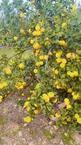 Ministry of Agriculture: The export season of lemon to foreign markets has begun under the supervision of the Ministry of Agriculture and through the Jordanian-Palestinian Agricultural Marketing Company