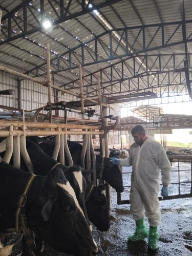 The Ministry of Agriculture launched the national campaign to vaccinate dairy cows to combat the foot-and-mouth disease variant in Hebron Governorate, vaccinating more than 7,600 head on its first day