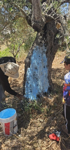 Ministry of Agriculture: Jerusalem Agriculture, in cooperation with Jerusalem Governorate, conduct a field day for 10 farmers from Beit Surik as part of the Field Schools project funded by the Moroccan Bayt Mal Al-Quds Al-Sharif Agency