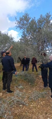 Ministry of Agriculture: Salfit Agriculture Directorate has conducted a field day for pruning olive trees for the benefit of 15 farmers in the village of Farkha, with support and funding from (UNDP)