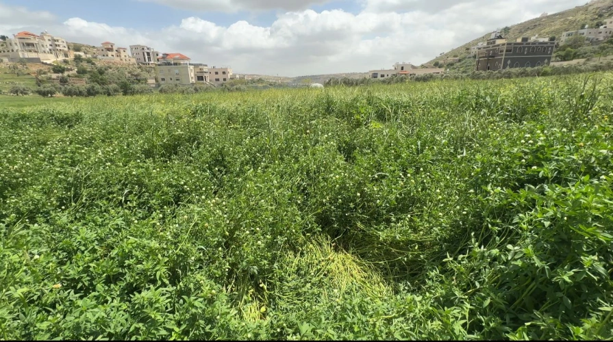 Ministry of Agriculture: Ramallah and Al-Bireh Agriculture Directorate and FAO conclude the "Green Jobs" project by cultivating 673 dunams and empowering 176 beneficiaries