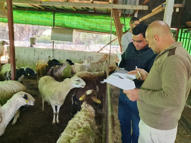 The Technical Committee in Ramallah and Al-Bireh Agriculture Directorate received 11 projects to support livestock breeders in the towns of Beitunia, Deir Ibzi&rsquo;, Bil&rsquo;in, Ras Karkar, Rantis, Deir Ammar and Bitello, at a value of 390,000 shekels