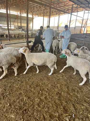Ministry of Agriculture: The national vaccination and tagging campaign exceeds 93,000 operations on the fourth day of the fourth week... and the occupation detains veterinary teams in Tubas