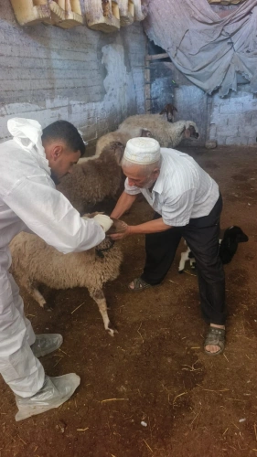 🔴 وزارة الزراعة: مديريتا وسط وجنوب الخليل تنفّذان اليوم 2,405 جرعات تحصين للثروة الحيوانية لصالح 94 مربياً.