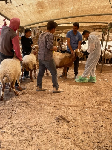 The Ministry of Agriculture carries out an urgent vaccination and tagging campaign in Masafer Yatta that targeted 4,300 sheep belonging to 45 farmers on its first day.