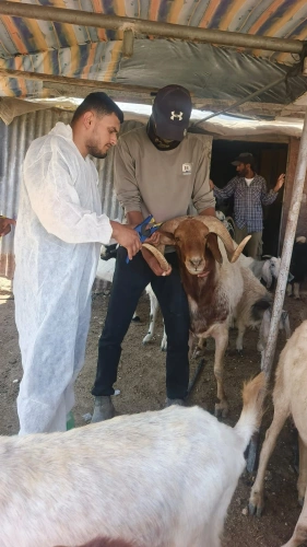 The Ministry of Agriculture's national livestock vaccination and tagging campaign completed its second consecutive week, vaccinating 3,100 animals and tagging 3,600 in Um Qussa, Zuweidin, Ibziq, and Bardala.