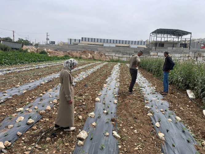 وزارة الزراعة: زراعة الخليل تنفذ جولة إرشادية لمزارعي الخضار في بيت كاحل لتعزيز جودة الإنتاج.
