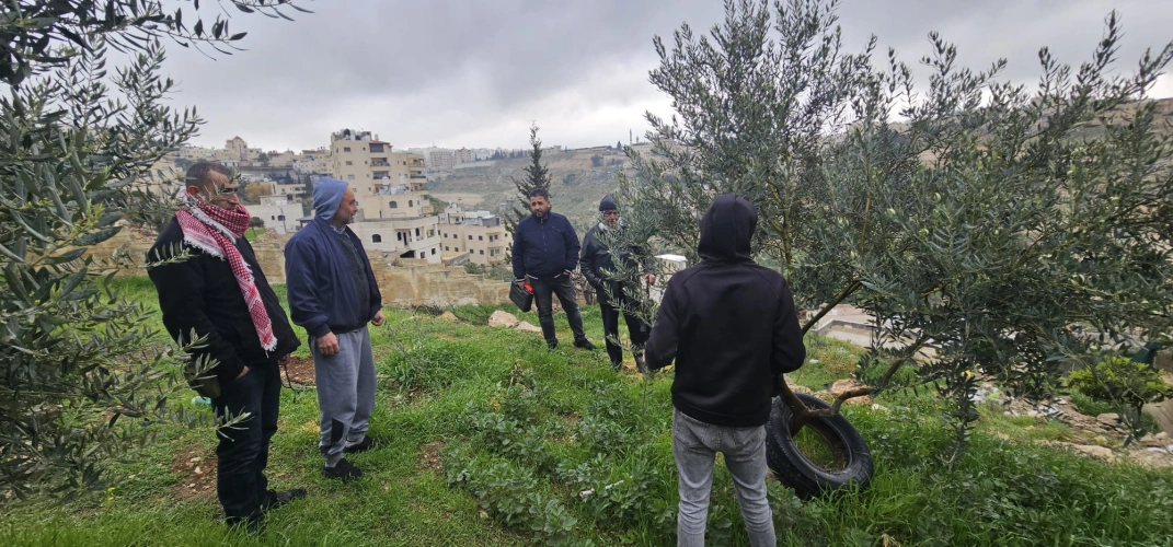 Jerusalem Agriculture Directorate, in cooperation with Jerusalem Governorate and with funding from the Moroccan Bayt Mal Al-Quds Agency, implement an extension activity within the field schools for olive farmers in Abu Dis