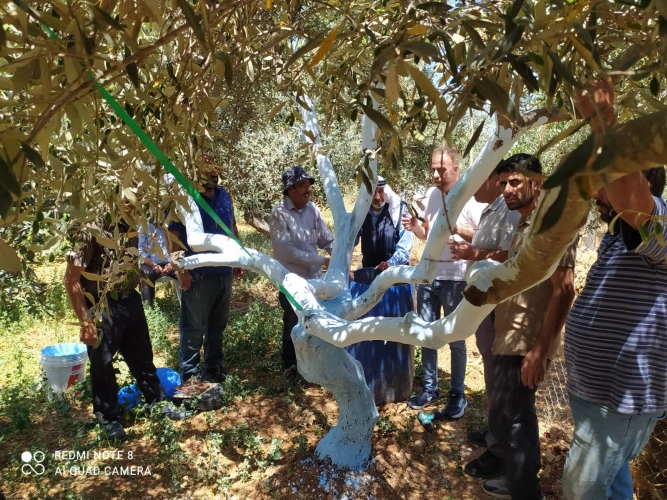 Ministry of Agriculture: Jerusalem Agriculture, in cooperation with Jerusalem Governorate, implemented a field day for 10 farmers from Jaba' as part of the field schools project funded by the Moroccan Bayt Mal Al-Quds Al-Sharif Agency.
