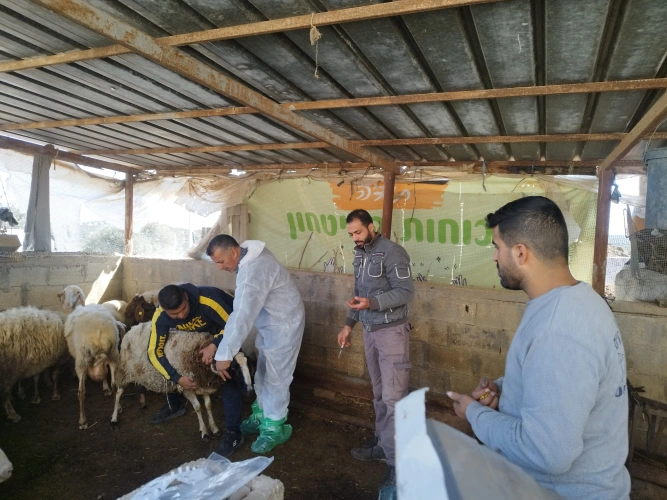 Ministry of Agriculture: Technical committees receive and monitor the implementation of 12 agricultural projects within the EU-funded agricultural assistance program in four governorates