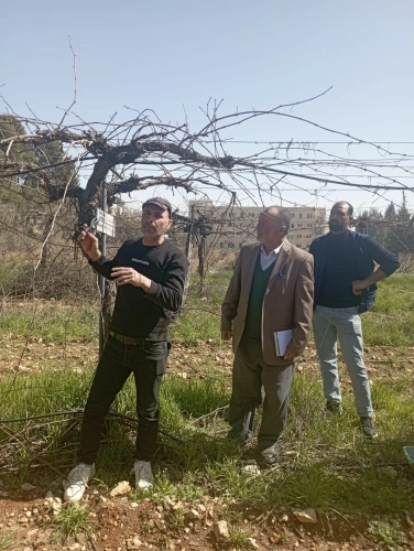 Ministry of Agriculture: The North Hebron Agriculture Directorate, in partnership with Agricultural Relief, conducted a practical training day on pruning and protecting grapevines, with the participation of 30 farmers from Beit Ummar.