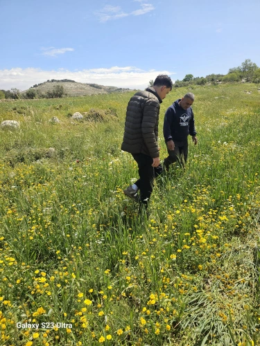 The Ministry of Agriculture, in partnership with FAO, conducted a field follow-up of the "Green Jobs" project in the town of Surif to verify the commitment of 145 farmers to cultivate the targeted field and fodder crops