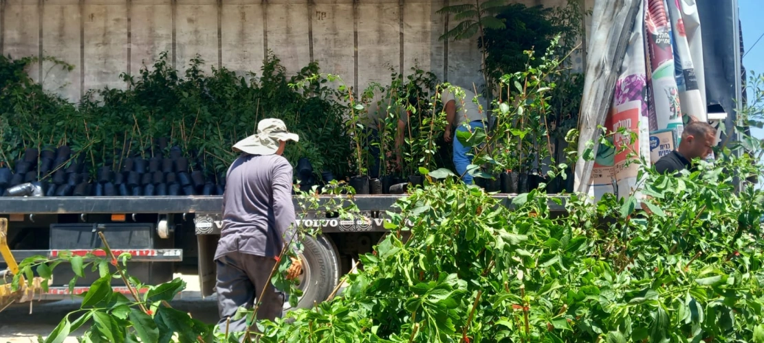 وزارة الزراعة: توزيع 1,500 شتلة لوزيات بإشراف مديرية زراعة جنين وتنفيذ المركز الفلسطيني لصالح 5 مزارعين في فراسين ضمن مشروع تحسين سبل العيش وتعزيز صمود صغار المزارعين.