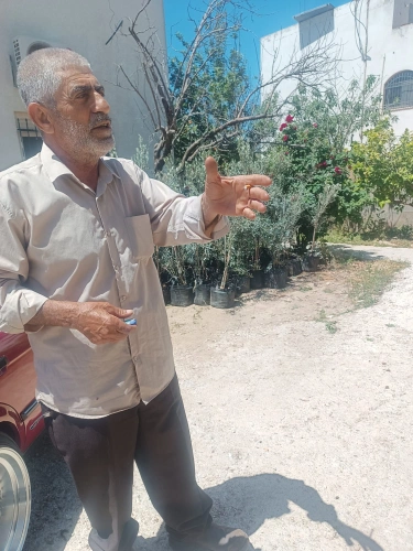 As part of the emergency response program, the Ministry of Agriculture distribute enlarged olive trees in Wadi Al-Shaer after settlers uprooted ancient olive trees