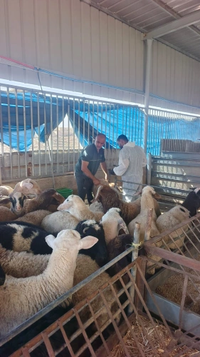 🔴 وزارة الزراعة: مديريات ودوائر الخدمات البيطرية تنفذ 4,100 جرعة تحصين للثروة الحيوانية لصالح 105 مربين ومزارعين في محافظتي الخليل وجنين