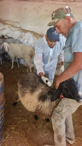 🔴 وزارة الزراعة: مديريات ودوائر الخدمات البيطرية تنفذ 9,308 جرعات تحصين للثروة الحيوانية لصالح 258 مربياً في 6 دوائر بـ5 محافظات خلال يومي الأحد والاثنين.
