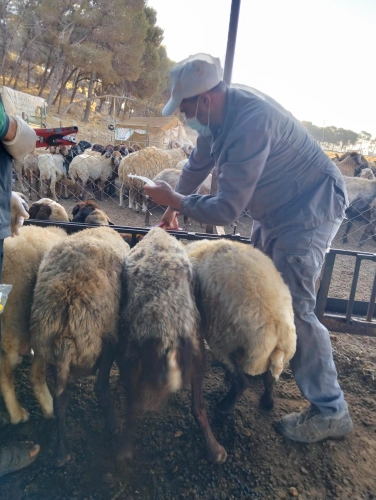 Ministry of Agriculture: The national vaccination and tagging campaign exceeds 81,000 heads as the fourth week begins.