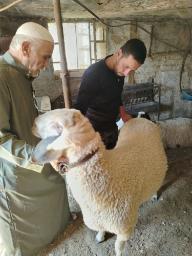 Ministry of Agriculture: Veterinary vaccination campaign, 2,470 head of livestock were vaccinated in Hebron and Jenin, benefiting 99 livestock breeders.