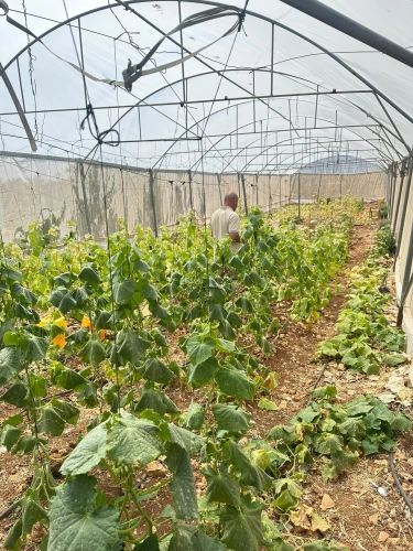 Ministry of Agriculture: North Hebron Agriculture receives a number of agricultural projects implemented in the towns of Beit Ula and Al-Shuyoukh, funded within the European Agricultural Assistance Program.