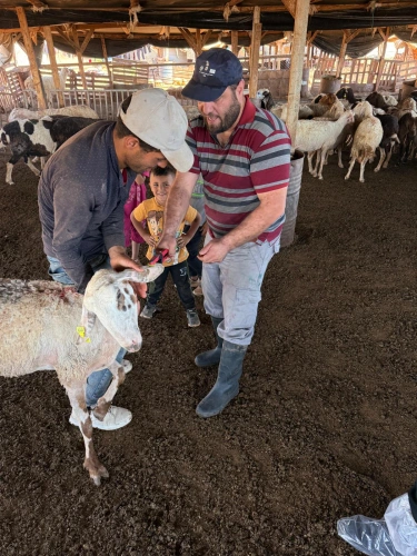 Ministry of Agriculture: The national campaign has exceeded 43,000 vaccination and tagging operations for livestock and continues its work in Masafer Yatta and the northern Jordan Valley during the third day of its second week.
