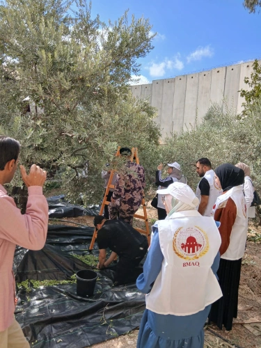 Ministry of Agriculture: The local committee for the national olive-harvesting campaign in Jerusalem carries out its second activity in Abu Dis, with support from Bayt Mal Al-Quds Al-Sharif Agency.