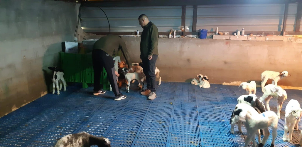Ministry of Agriculture: Jenin Agriculture Directorate and JICA conduct an exploratory tour for a group of livestock farmers in the Martyrs' Triangle area