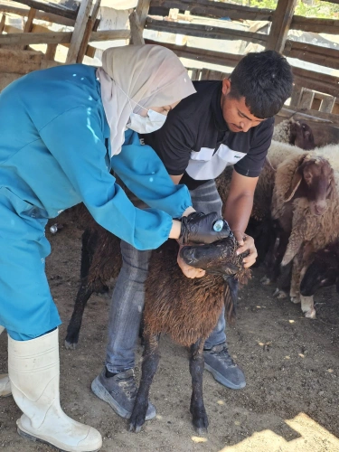 Ministry of Agriculture: Veterinary directorates and departments are continuing their preventive vaccination campaign, administering 9,487 doses today to 257 farmers and livestock breeders in several governorates to protect livestock.