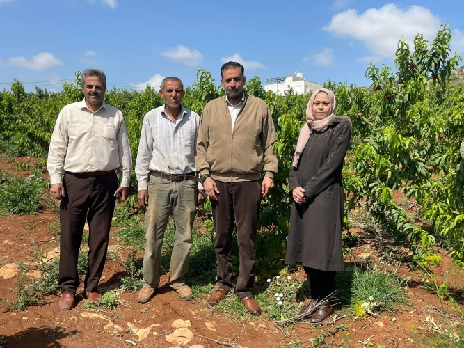 Ministry of Agriculture: Tubas and Northern Jordan Valley Agriculture Directorate highlights a success story of an almond cultivation project on an area of 34 dunams in Ibziq within the "Greening Palestine" initiative