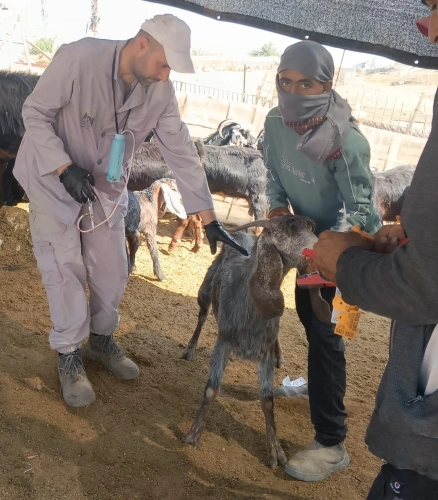 Ministry of Agriculture: The second day of the third week of the national vaccination and tagging campaign raises the cumulative number to 63,470 .