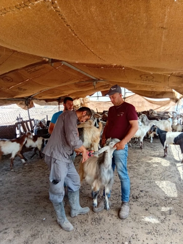 The Ministry of Agriculture continue to implement the vaccination and tagging campaign to strengthen the resilience of livestock breeders by vaccinating more than 10,000 sheep and goats against foot-and-mouth diseas