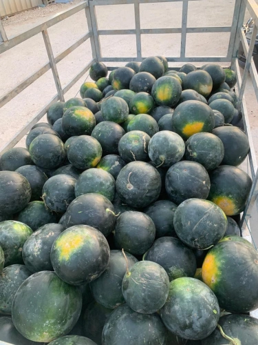 Ministry of Agriculture: Customs officers and Tubas Agriculture Directorate seize a shipment of watermelons of unknown origin in the northern Jordan Valley