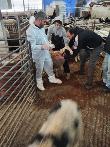 Ministry of Agriculture: Hebron Veterinary Department vaccinates 1000 head of cattle and sheep as part of a field tour to prevent foot-and-mouth disease