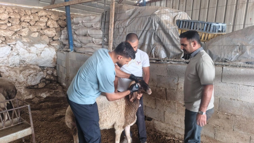 🔴 وزارة الزراعة: مديريات ودوائر الخدمات البيطرية تنفّذ اليوم 3,831 جرعة تحصين للثروة الحيوانية لصالح 97 مربياً في محافظات أريحا وجنين والخليل.